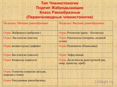 Презентация особенности ракообразных - слайд 2 2 слайд презентации особенности ракообразных