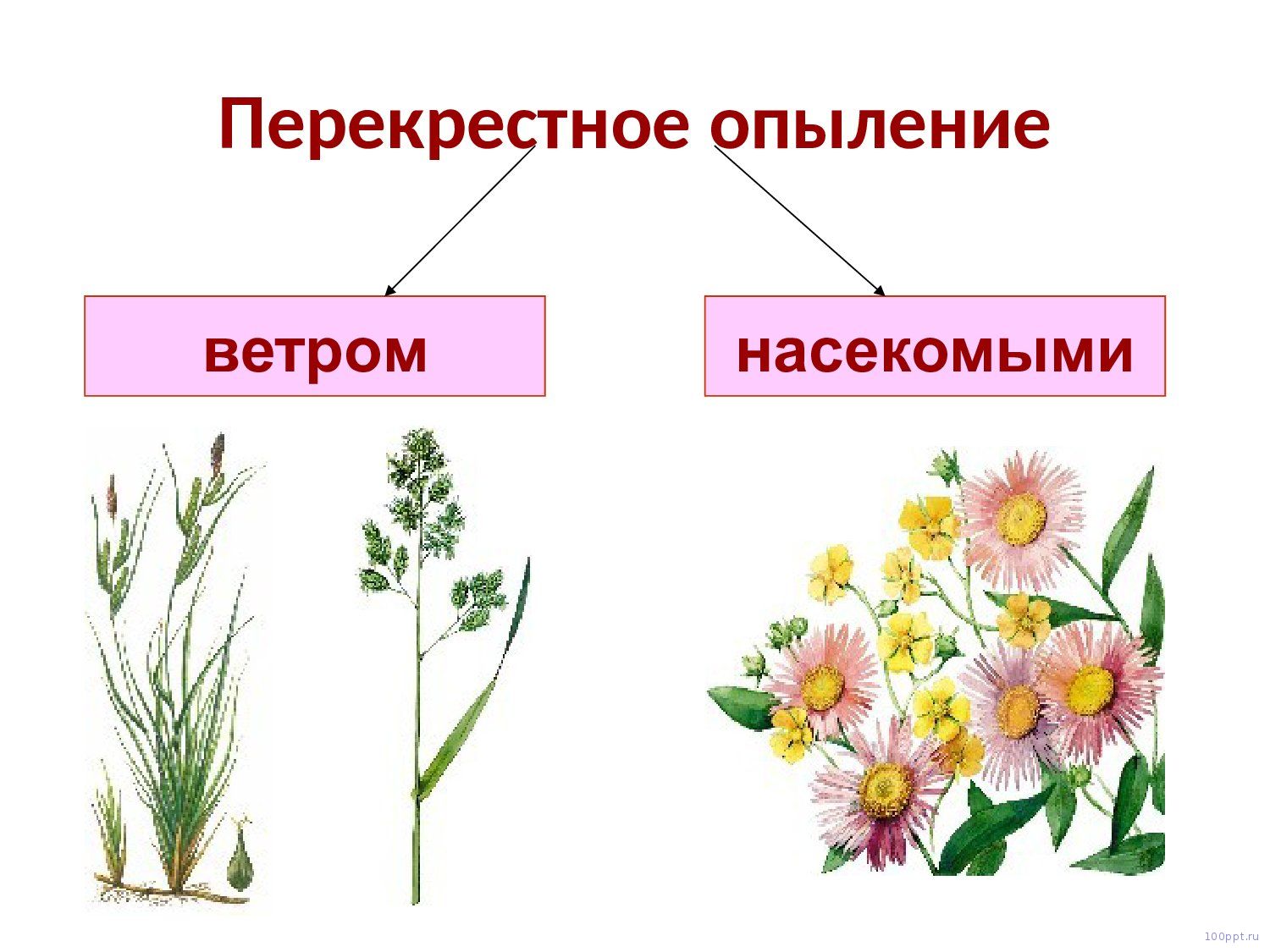 Презентация опыление цветковых растений - слайд 4 4 слайд презентации опыление цветковых растений