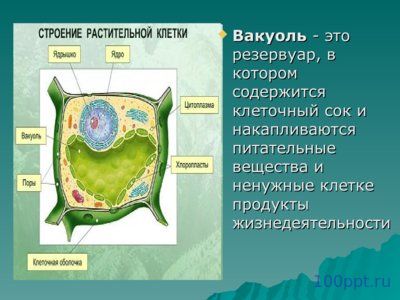 Презентация царства живой природы - слайд 4 4 слайд презентации царства живой природы