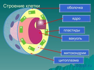 Презентация царства живой природы - слайд 3 3 слайд презентации царства живой природы