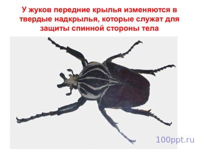Презентация класс насекомые - слайд 7 7 слайд презентации класс насекомые
