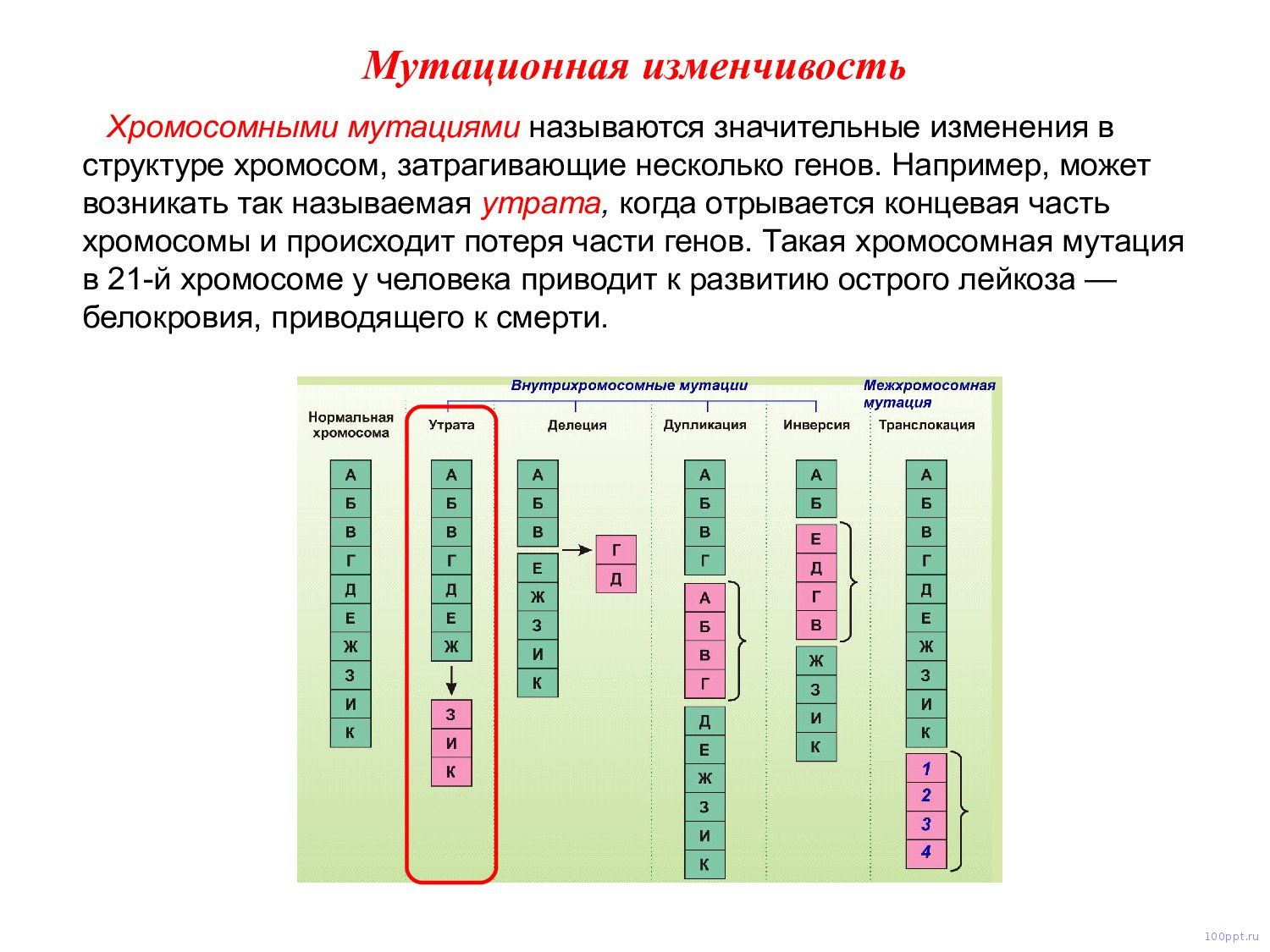 Презентация наследственная изменчивость - слайд 7 7 слайд презентации наследственная изменчивость
