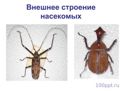 Презентация класс насекомые - слайд 1 1 слайд презентации класс насекомые