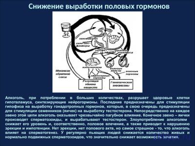 Презентация влияние алкоголя на мужчин - слайд 2 2 слайд презентации влияние алкоголя на мужчин