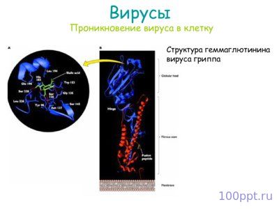 Презентация вирусы - слайд 11 11 слайд презентации вирусы