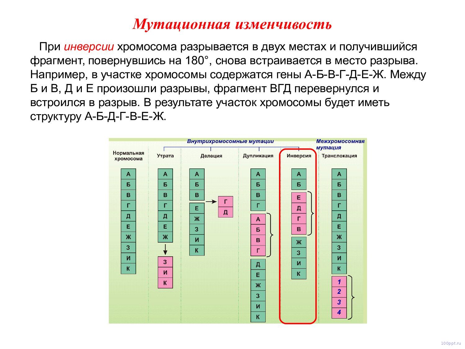 Презентация наследственная изменчивость - слайд 9 9 слайд презентации наследственная изменчивость