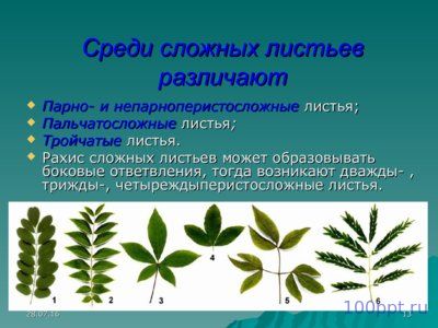 Презентация листья простые и сложные - слайд 9 9 слайд презентации листья простые и сложные