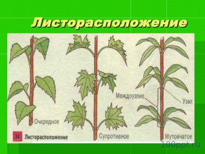 Презентация лист - слайд 5 5 слайд презентации лист