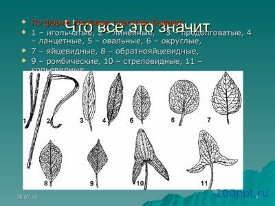 Презентация листья простые и сложные - слайд 7 7 слайд презентации листья простые и сложные