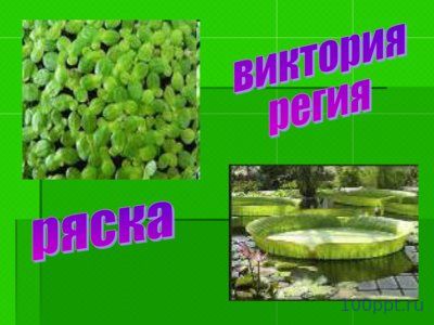 Презентация лист - слайд 2 2 слайд презентации лист