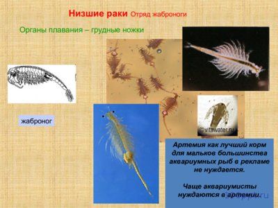 Презентация особенности ракообразных - слайд 3 3 слайд презентации особенности ракообразных