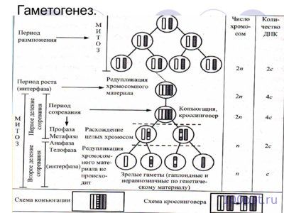 Презентация размножение и индивидуальное развитие организмов - слайд 6 6 слайд презентации размножение и индивидуальное развитие организмов