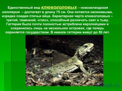 Презентация происхождение и многообразие пресмыкающихся - слайд 9 9 слайд презентации происхождение и многообразие пресмыкающихся