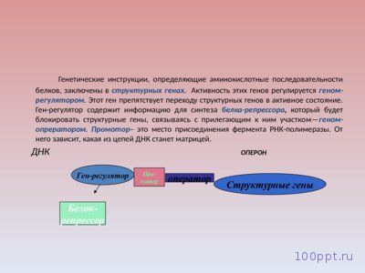 Презентация химический состав клетки и её строение - слайд 8 8 слайд презентации химический состав клетки и её строение