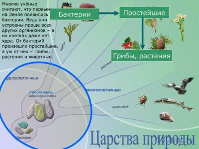 Презентация царства живой природы - слайд 6 6 слайд презентации царства живой природы
