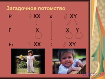 Презентация генетика пола - слайд 8 8 слайд презентации генетика пола