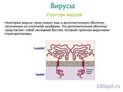 Презентация вирусы - слайд 8 8 слайд презентации вирусы