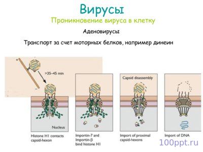 Презентация вирусы - слайд 6 6 слайд презентации вирусы
