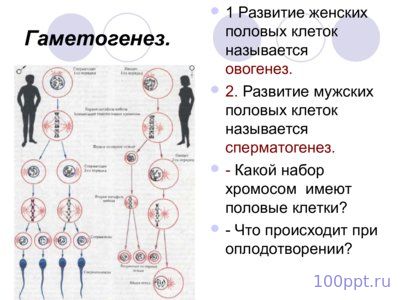 Презентация размножение и индивидуальное развитие организмов - слайд 5 5 слайд презентации размножение и индивидуальное развитие организмов