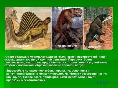 Презентация происхождение и многообразие пресмыкающихся - слайд 1 1 слайд презентации происхождение и многообразие пресмыкающихся
