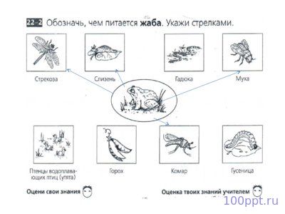 Презентация лягушки и жабы - слайд 9 9 слайд презентации лягушки и жабы