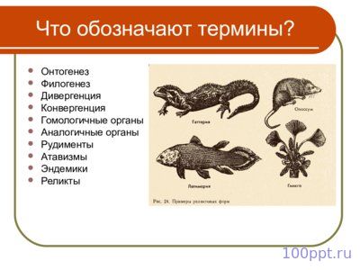 Презентация макроэволюция - слайд 6 6 слайд презентации макроэволюция