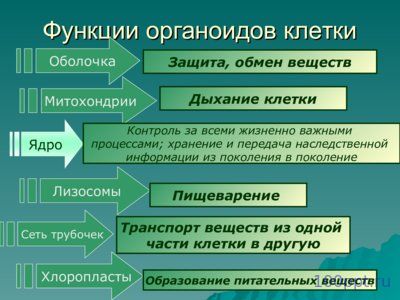 Презентация царства живой природы - слайд 2 2 слайд презентации царства живой природы