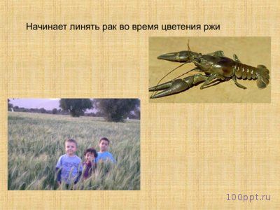 Презентация особенности ракообразных - слайд 10 10 слайд презентации особенности ракообразных