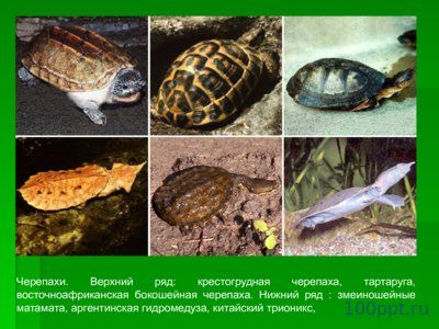 Презентация происхождение и многообразие пресмыкающихся - слайд 11 11 слайд презентации происхождение и многообразие пресмыкающихся