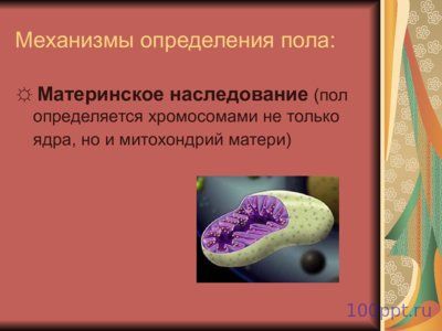 Презентация генетика пола - слайд 5 5 слайд презентации генетика пола