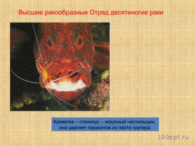 Презентация особенности ракообразных - слайд 8 8 слайд презентации особенности ракообразных
