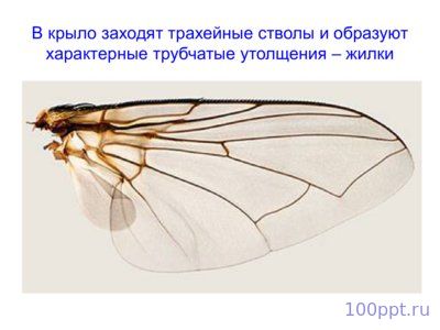 Презентация класс насекомые - слайд 5 5 слайд презентации класс насекомые