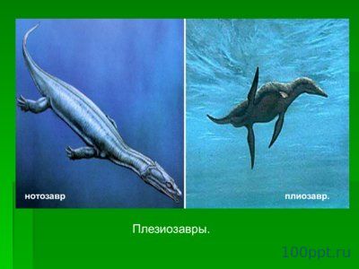 Презентация происхождение и многообразие пресмыкающихся - слайд 4 4 слайд презентации происхождение и многообразие пресмыкающихся