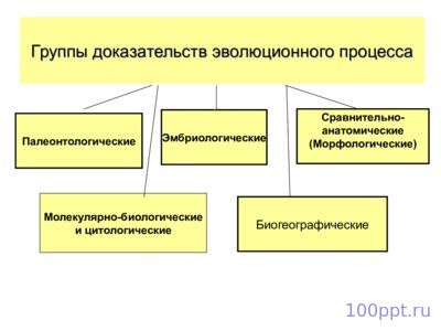 Презентация макроэволюция - слайд 3 3 слайд презентации макроэволюция