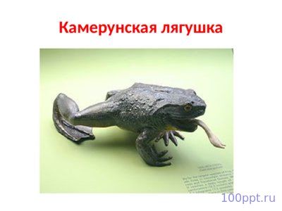 Презентация лягушки и жабы - слайд 5 5 слайд презентации лягушки и жабы