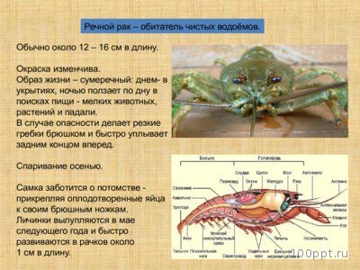 Презентация особенности ракообразных - слайд 9 9 слайд презентации особенности ракообразных