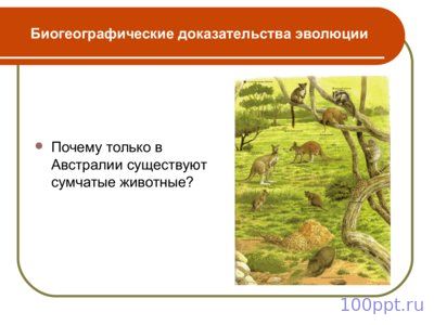 Презентация макроэволюция - слайд 8 8 слайд презентации макроэволюция