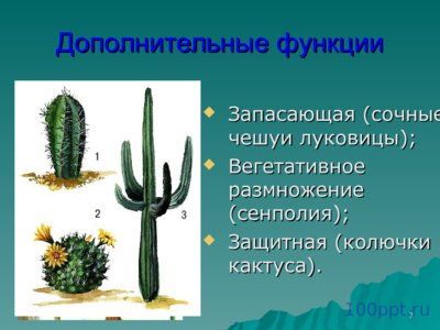 Презентация листья простые и сложные - слайд 5 5 слайд презентации листья простые и сложные
