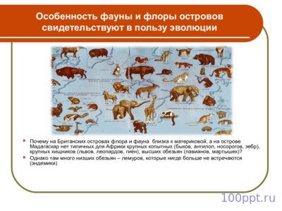 Презентация макроэволюция - слайд 12 12 слайд презентации макроэволюция