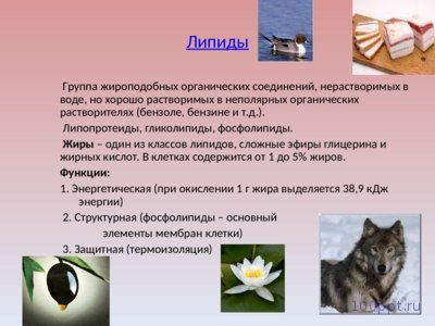 Презентация химический состав клетки и её строение - слайд 5 5 слайд презентации химический состав клетки и её строение
