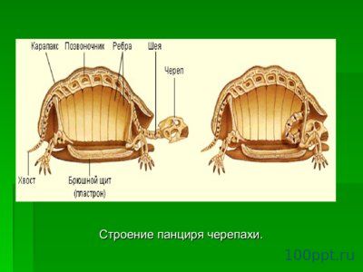 Презентация происхождение и многообразие пресмыкающихся - слайд 10 10 слайд презентации происхождение и многообразие пресмыкающихся
