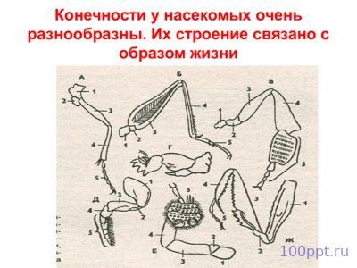 Презентация класс насекомые - слайд 2 2 слайд презентации класс насекомые