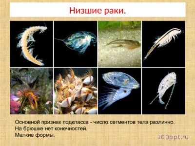 Презентация особенности ракообразных - слайд 1 1 слайд презентации особенности ракообразных