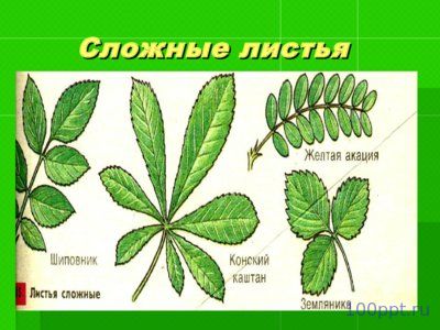 Презентация лист - слайд 4 4 слайд презентации лист