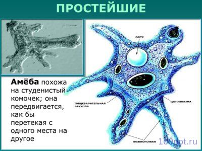 Презентация царства живой природы - слайд 9 9 слайд презентации царства живой природы