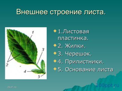 Презентация листья простые и сложные - слайд 3 3 слайд презентации листья простые и сложные