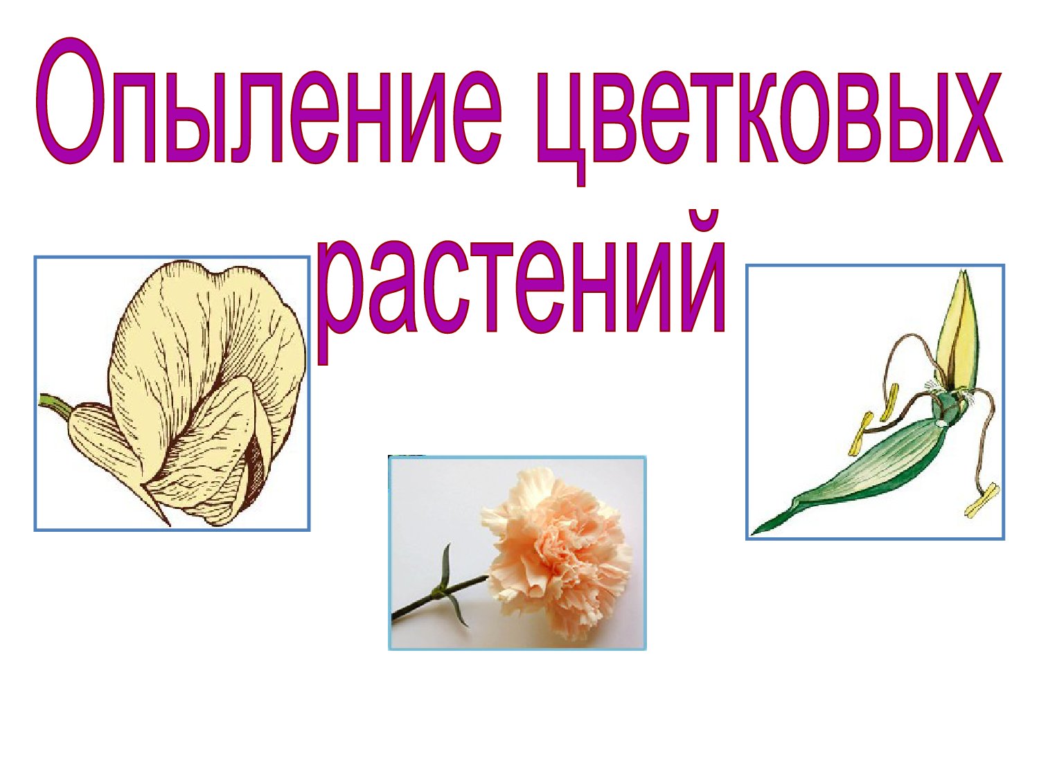 Презентация опыление цветковых растений