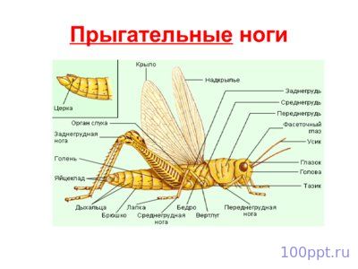 Презентация класс насекомые - слайд 4 4 слайд презентации класс насекомые