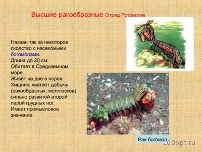 Презентация особенности ракообразных - слайд 7 7 слайд презентации особенности ракообразных