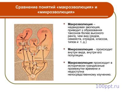 Презентация макроэволюция - слайд 2 2 слайд презентации макроэволюция